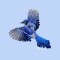 bluejay in flight