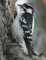 downywoodpecker